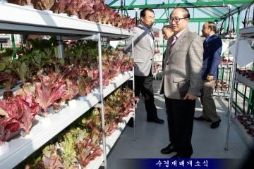 신사동 수경재배현장